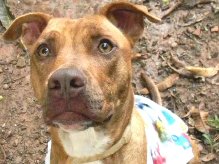 Cachorro ra a Mix pit bull idade 1 ano nome Raika
