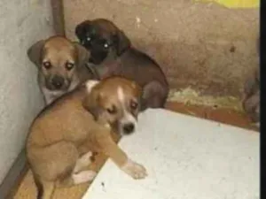 Cachorro raça Vira lata idade 2 a 6 meses nome Sem nomes