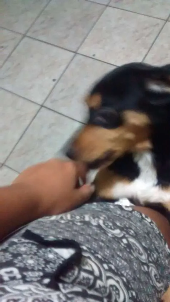 Cachorro ra a Vira lata idade 1 ano nome Betowen