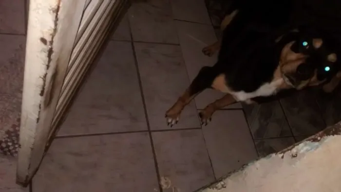 Cachorro ra a Vira lata idade 1 ano nome Betowen
