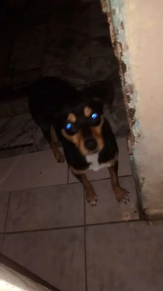 Cachorro ra a Vira lata idade 1 ano nome Betowen