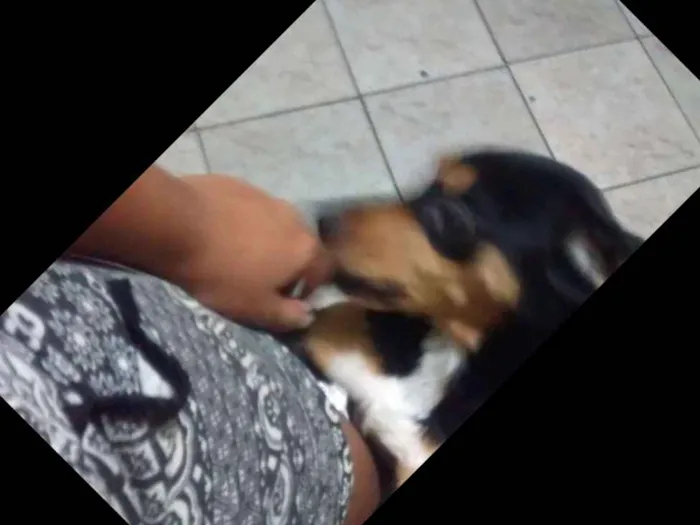 Cachorro ra a Vira lata idade 1 ano nome Betowen