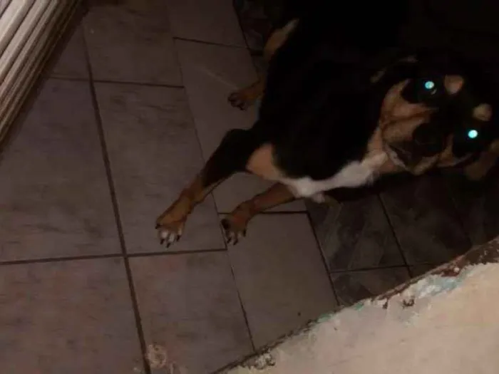 Cachorro ra a Vira lata idade 1 ano nome Betowen