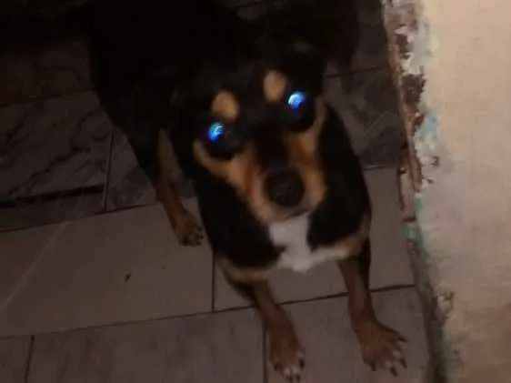 Cachorro ra a Vira lata idade 1 ano nome Betowen