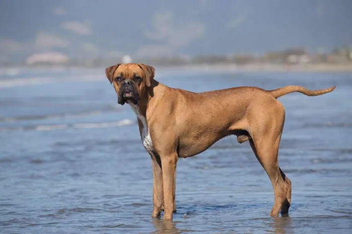 Cachorro ra a Boxer idade 3 anos nome Boris