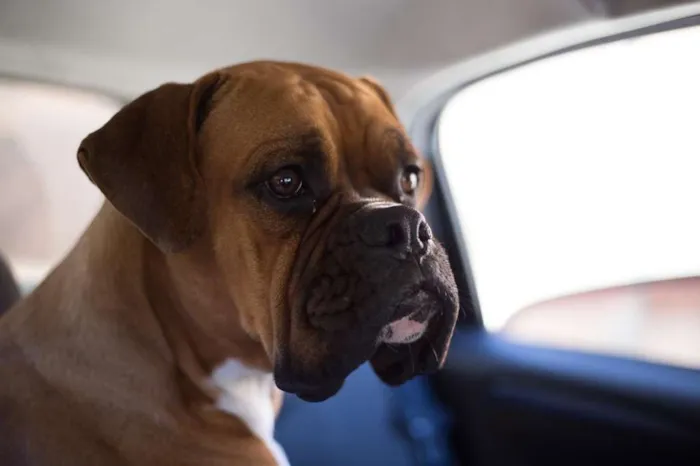 Cachorro ra a Boxer idade 3 anos nome Boris