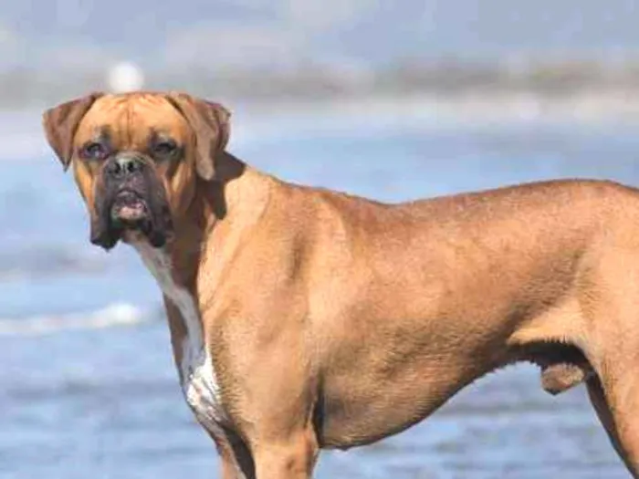 Cachorro ra a Boxer idade 3 anos nome Boris