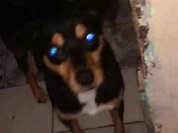 Cachorro ra a Vira lata idade 1 ano nome Betowen