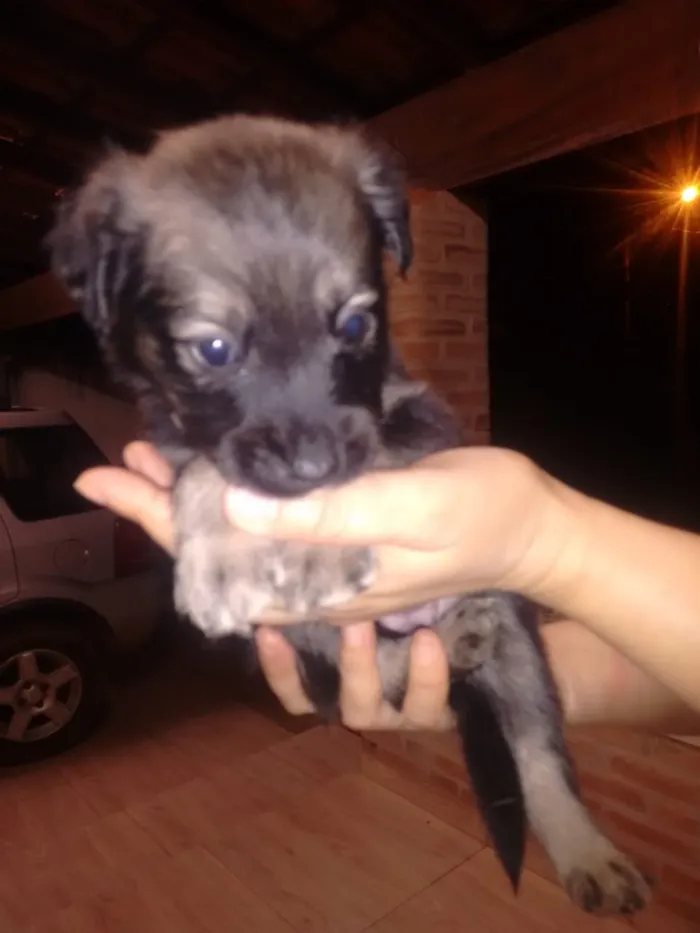 Cachorro raça Pastor alemão idade Abaixo de 2 meses nome Sem nome