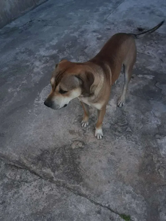 Cachorro ra a Mistura de pitubul com pastor  idade 1 ano nome Thor