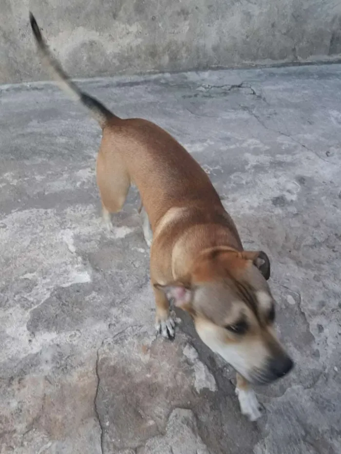 Cachorro ra a Mistura de pitubul com pastor  idade 1 ano nome Thor