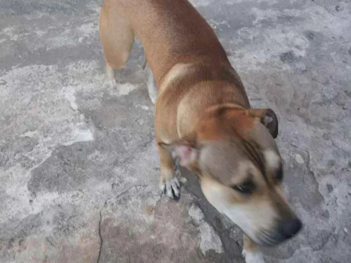 Cachorro ra a Mistura de pitubul com pastor  idade 1 ano nome Thor