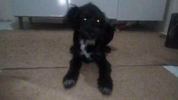 Cachorro ra a Indefinido idade 2 a 6 meses nome Pretinho