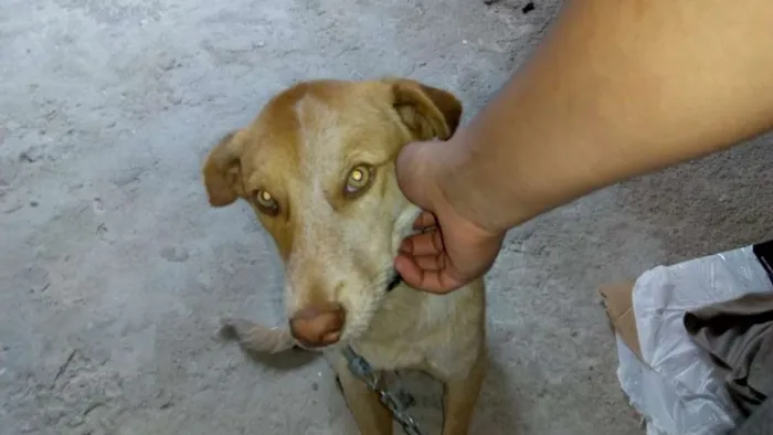 Cachorro ra a Sem raça idade 2 a 6 meses nome Kadu