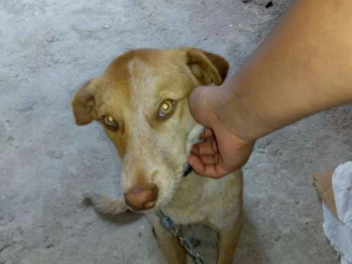 Cachorro ra a Sem raça idade 2 a 6 meses nome Kadu