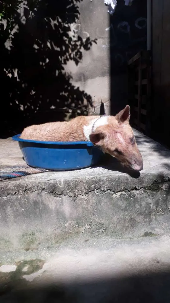 Cachorro ra a Bullterrier  idade 5 anos nome Amarela