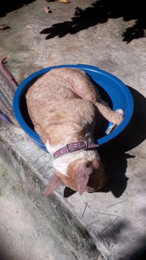 Cachorro ra a Bullterrier  idade 5 anos nome Amarela