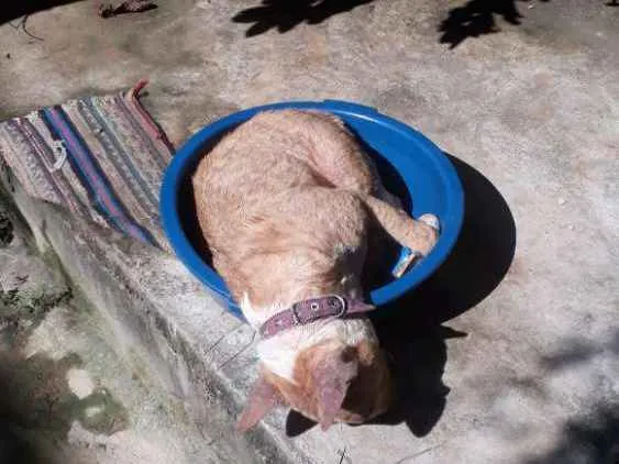 Cachorro ra a Bullterrier  idade 5 anos nome Amarela