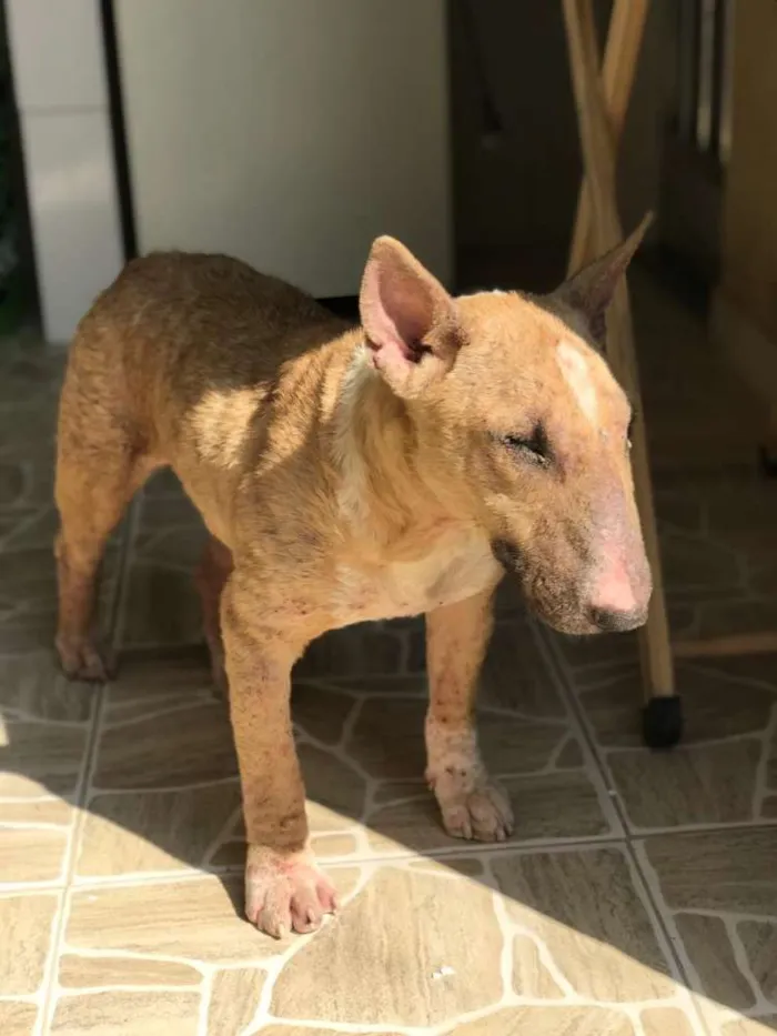 Cachorro ra a Bullterrier  idade 5 anos nome Amarela