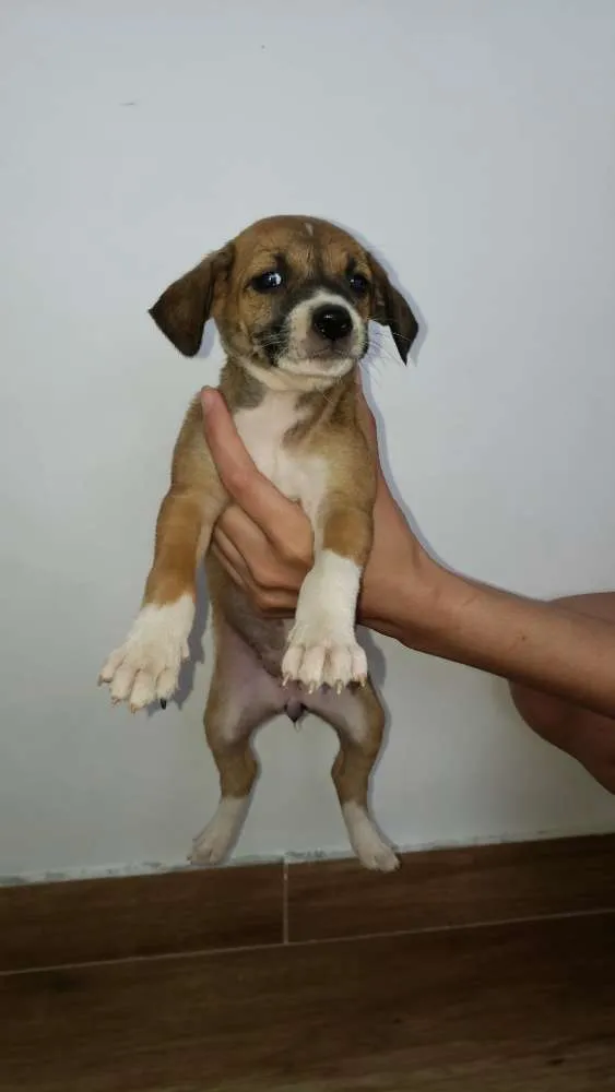 Cachorro ra a Sem raça definida idade Abaixo de 2 meses nome Sem nome