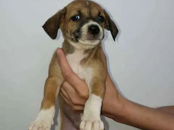 Cachorro ra a Sem raça definida idade Abaixo de 2 meses nome Sem nome