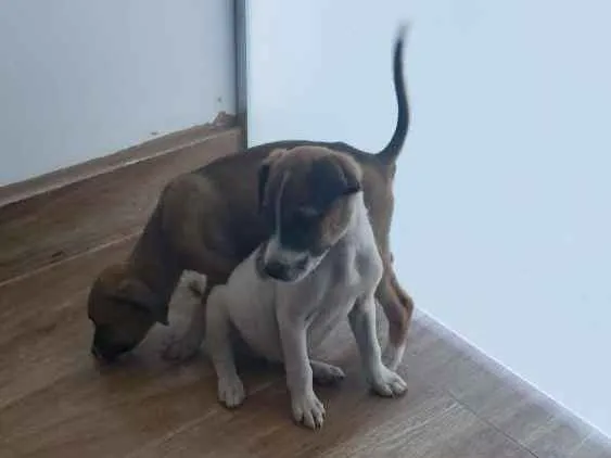 Cachorro ra a Sem raça definida idade Abaixo de 2 meses nome Sem nome