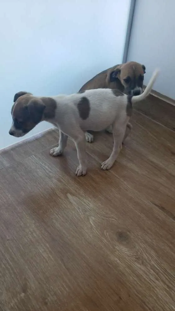 Cachorro ra a Sem raça definida idade Abaixo de 2 meses nome Sem nome