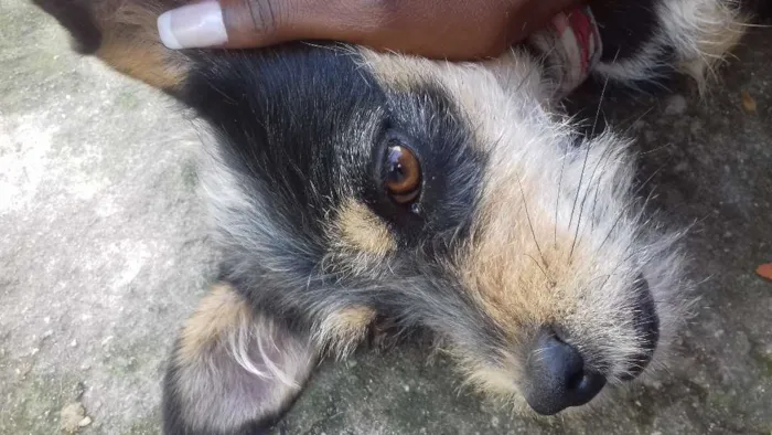 Cachorro ra a Viralatas idade 3 anos nome Katy,Bolte e Chira