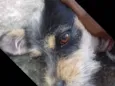 Katy,Bolte e Chira