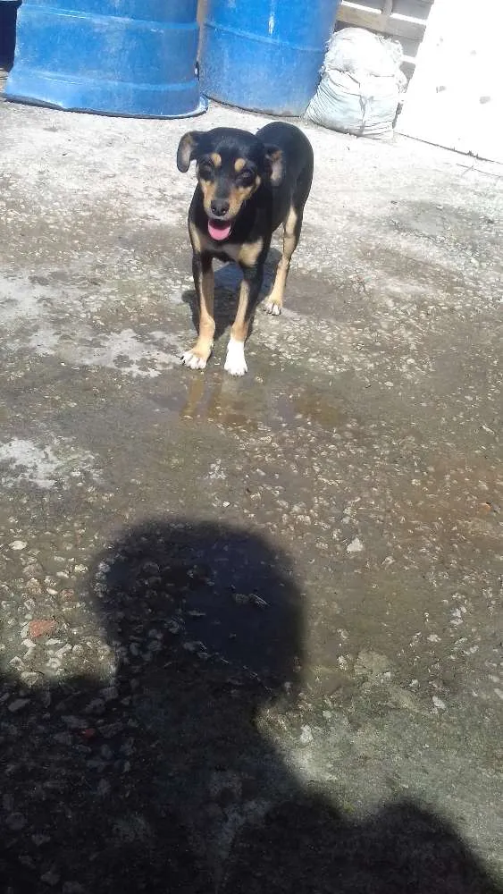 Cachorro ra a Viralatas idade 3 anos nome Katy,Bolte e Chira
