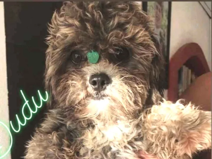 Cachorro ra a Mestiço Poodle idade 2 anos nome Dudu