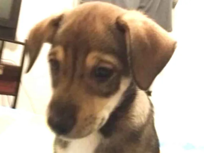 Cachorro ra a SRD idade 2 a 6 meses nome Sem nome
