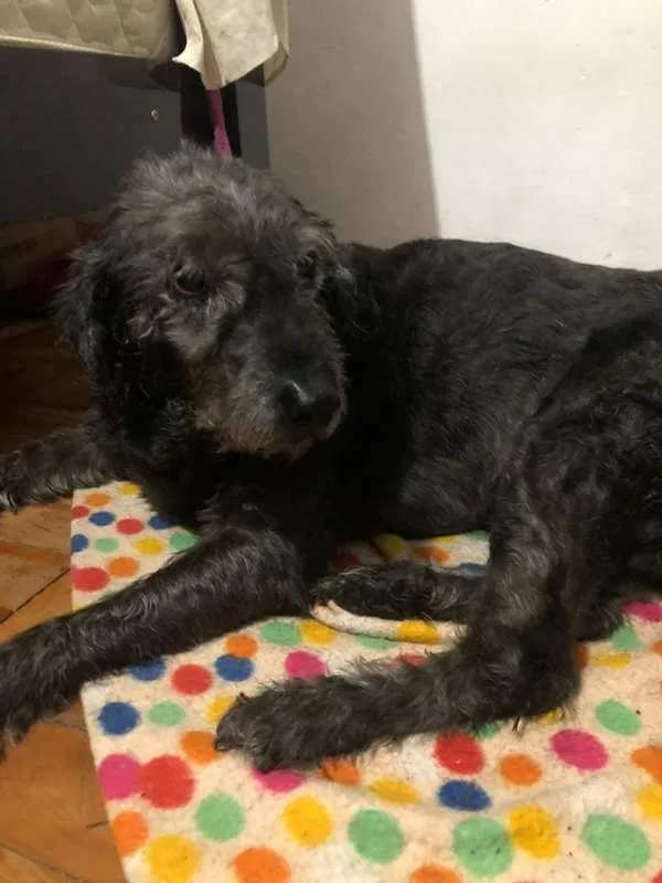 Cachorro raça srd idade 6 ou mais anos nome família