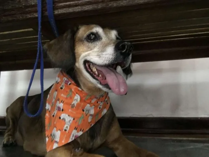 Cachorro raça srd idade 6 ou mais anos nome família