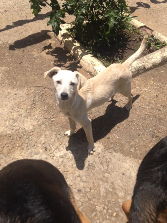 Cachorro raça vira lata idade 1 ano nome sem nomes