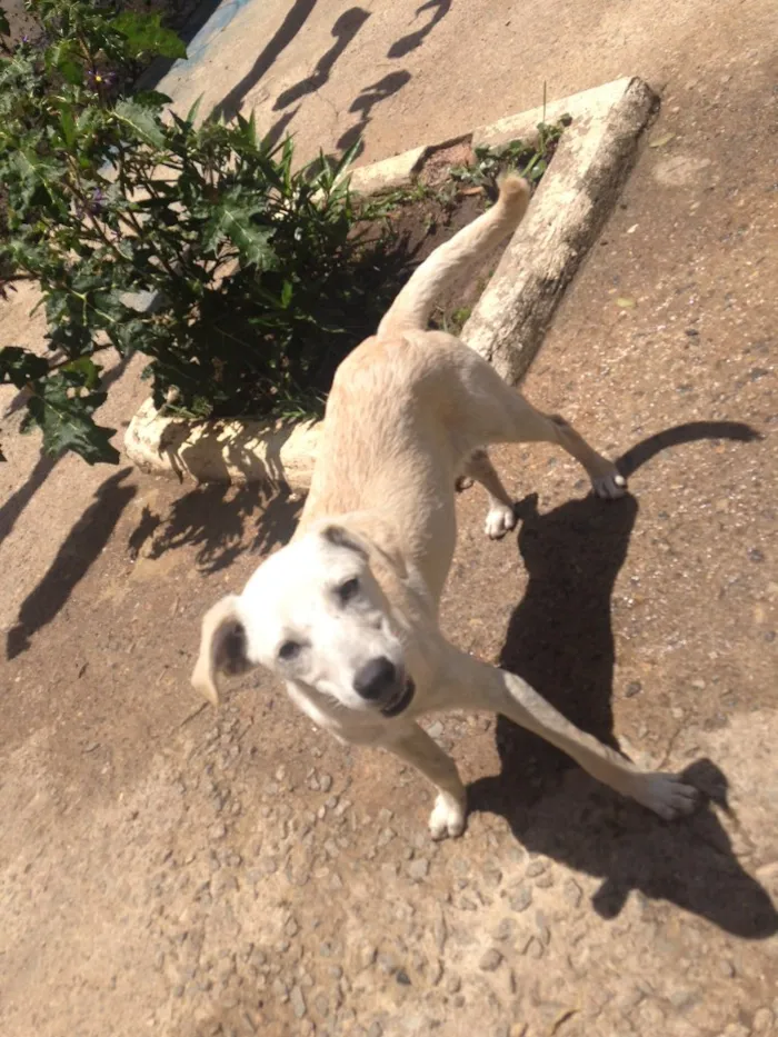 Cachorro raça vira lata idade 1 ano nome sem nomes