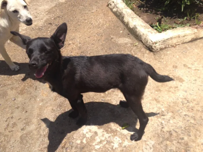 Cachorro raça vira lata idade 1 ano nome sem nomes