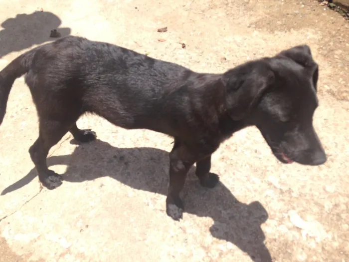 Cachorro raça vira lata idade 1 ano nome sem nomes