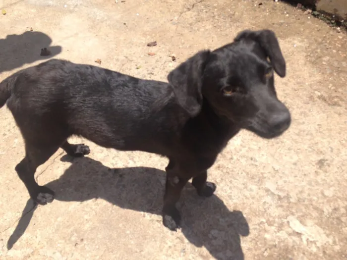 Cachorro raça vira lata idade 1 ano nome sem nomes