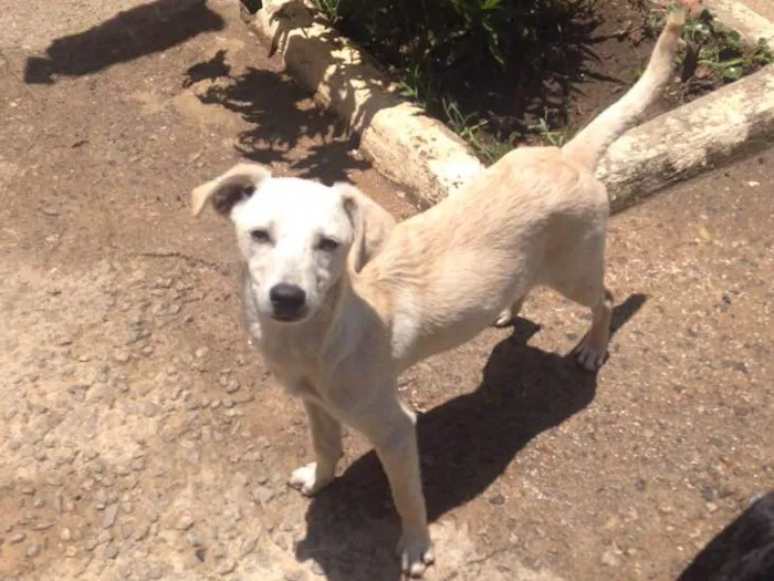 Cachorro raça vira lata idade 1 ano nome sem nomes