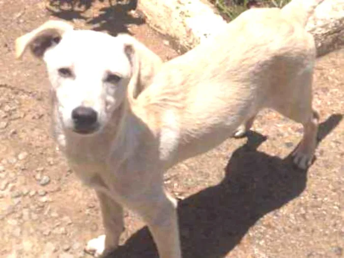 Cachorro raça vira lata idade 1 ano nome sem nomes