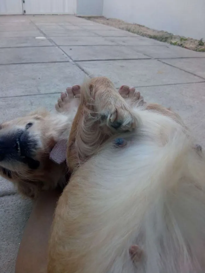 Cachorro ra a  idade 5 anos nome Princesa