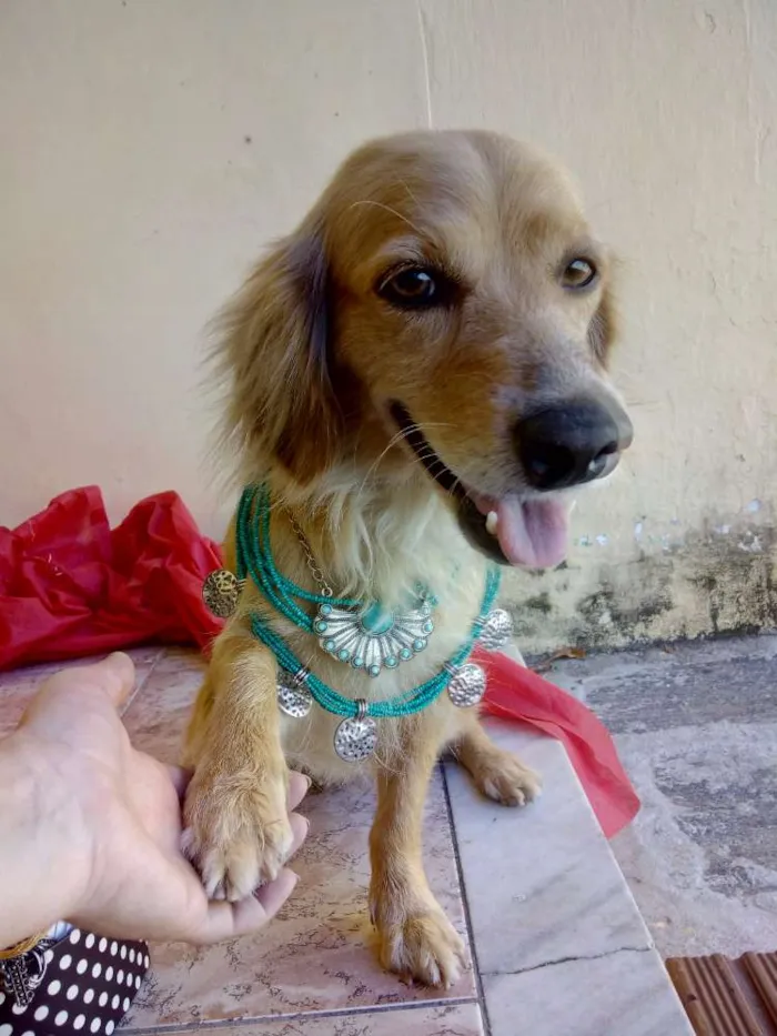 Cachorro ra a  idade 5 anos nome Princesa