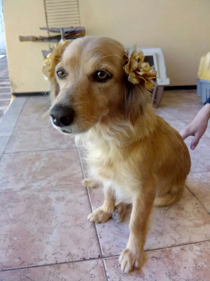 Cachorro ra a  idade 5 anos nome Princesa