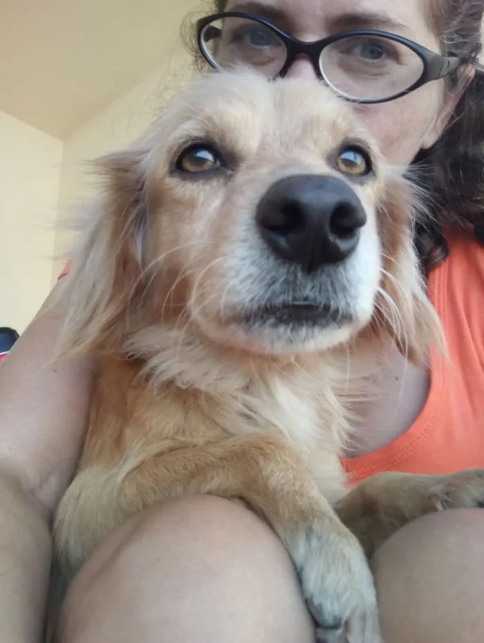 Cachorro ra a  idade 5 anos nome Princesa