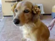 Princesa
