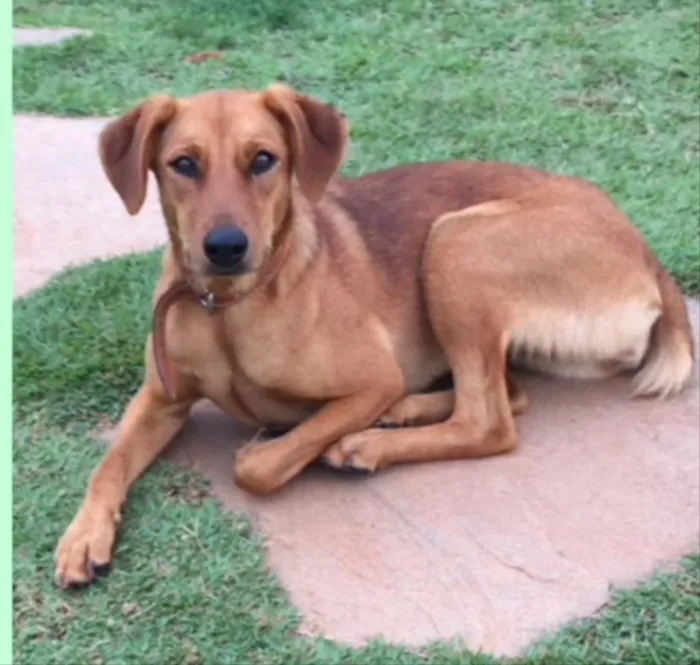 Cachorro ra a SRD idade 1 ano nome Dandara 