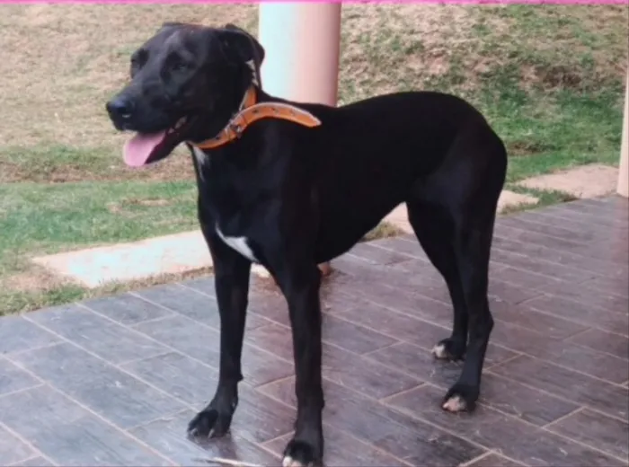 Cachorro ra a SRD idade 1 ano nome Bia 