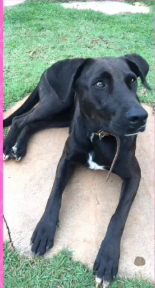 Cachorro ra a SRD idade 1 ano nome Bia 