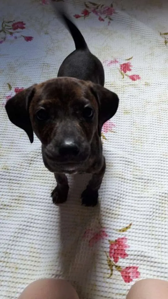 Cachorro ra a SRD idade 2 a 6 meses nome Amora